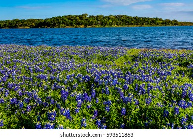 Beautiful Famous Texas Bluebonnet (Lupinus texensis) Wildflowers  at Muleshoe Bend on the Banks of Lake Travis (Colorado River) in Texas.