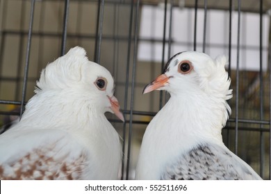 Beautiful Fancy Pigeon