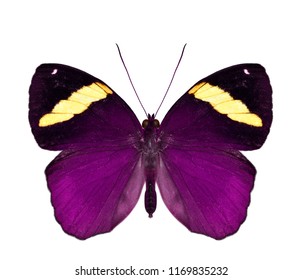 Beautiful fancy purple butterfly isolated on white background, fascinated creature