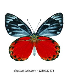 Beautiful fancy red butterfly isolated on white background, Redspot Jezebel (Delias descombesi) color transparency 