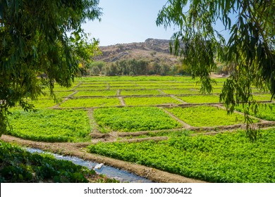 Beautiful Farm Field Located At Taif, Saudi Arabia