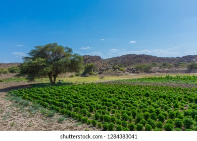 Beautiful Farm Field Located At Taif, Saudi Arabia