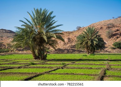 Beautiful Farm Field Located At Taif, Saudi Arabia