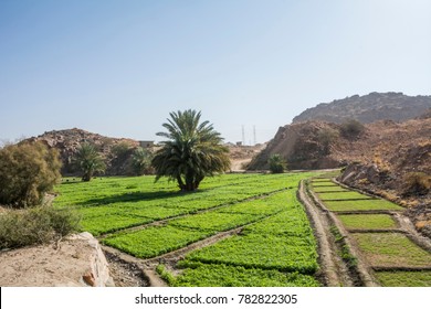 Beautiful Farm Field Located At Taif, Saudi Arabia