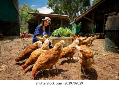 Beautiful Farmer Collecting Chicken's Eggs In The Farm. Concept Organics Farm, Organic Living.Asian Agriculture.Chicken Egg. Healthy Farm Healthy Food.