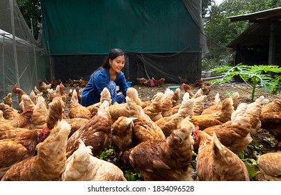 Beautiful farmer feeding chickens in the farm. Concept organics farm, organic living.Asian agriculture.Chicken egg. Healthy farm healthy food.
