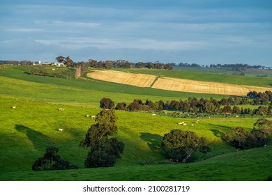 Beautiful Farming Landscape, With Green Hills, Cows And Rivers. 