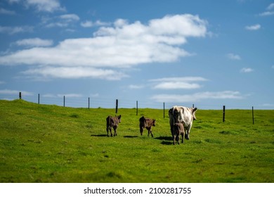 Beautiful Farming Landscape, With Green Hills, Cows And Rivers. 