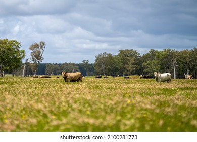 Beautiful Farming Landscape, With Green Hills, Cows And Rivers. 