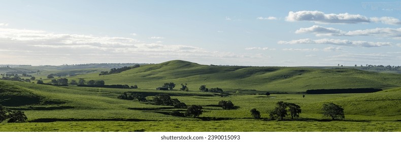 beautiful farming landscape of green rolling hills and green grass. cows on an beef agriculture farm in springtime in australia panorama  - Powered by Shutterstock