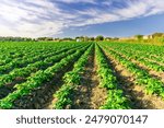 beautiful farmland landscape with green rows of potato and vegetables on a spring or summer farm field and nice blue cloudy sky on background