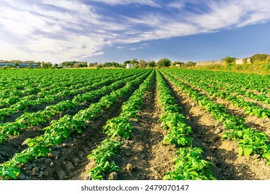 beautiful farmland landscape with green rows of potato and vegetables on a spring or summer farm field and nice blue cloudy sky on background - Powered by Shutterstock