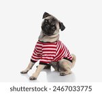 beautiful fawn pug dog wearing red white stripes body costume, sitting and looking forward in front of white background
