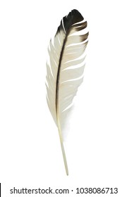 Beautiful feather isolated on white background