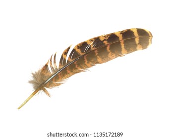 Feather Stock Illustration 532280875 | Shutterstock