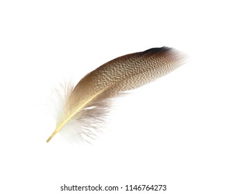 16,465 Owl feather pattern Images, Stock Photos & Vectors | Shutterstock