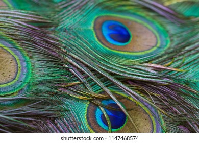 Beautiful Feather Peacock colorful 