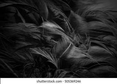 Beautiful feather wool dark black with light abstract background