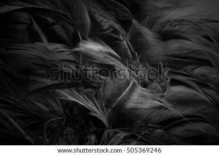 Beautiful feather wool dark black with light abstract background