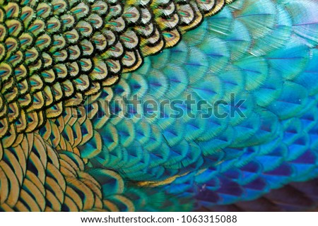 Beautiful feathers of male green peafowl / peacock (Pavo muticus)