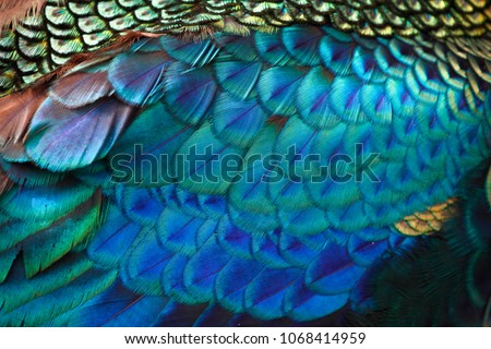 Beautiful feathers of male green peafowl / peacock (Pavo muticus)