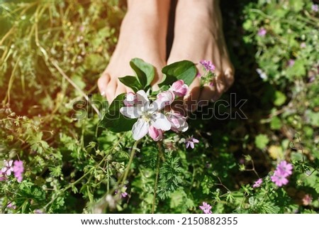 Beautiful feet with clean skin of a girl or a woman. Spring flower of white and pink apples between the fingers. Feet on the green grass. Close up female crossed legs walking on the grass. Top view