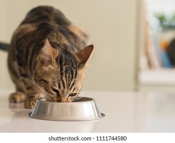 Beautiful feline cat eating on a metal bowl. Cute domestic animal.