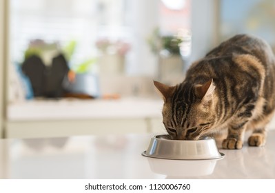 Beautiful Feline Cat Eating On A Metal Bowl. Cute Domestic Animal.