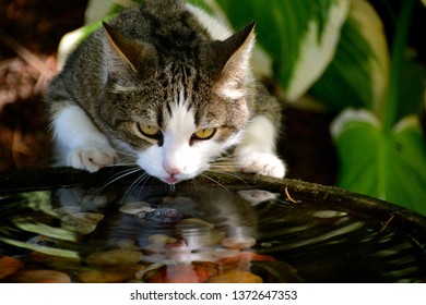 37,109 Bird bath Stock Photos, Images & Photography | Shutterstock