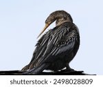 Beautiful Female Anhinga Poised on a Roof