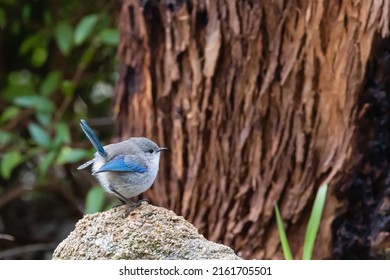 A beautiful female blue wren is singing in the morning