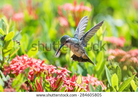 Beautiful female Blue-Tailed Emerald (Chlorostilbon mellisugus) hummingbird in flight feeding on red flowers