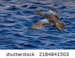A beautiful female blue-winged teal duck is coming in for a landing on the open water of a marsh in a suburban park.  You can easily see the striking blue covert wing feathers the duck is named for.