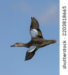 A beautiful female blue-winged teal duck is flying over a rural marsh.  You can easily see the striking blue covert wing feathers the duck is named for.