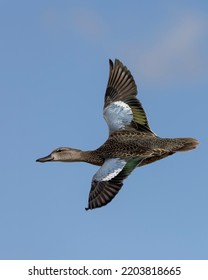 A beautiful female blue-winged teal duck is flying over a rural marsh.  You can easily see the striking blue covert wing feathers the duck is named for. - Shutterstock ID 2203818665