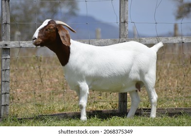 Beautiful female Boer Goats on the farm.