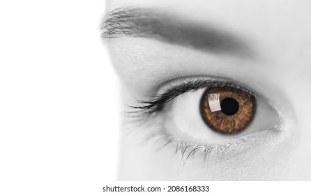 Beautiful Female Brown Eye, Close Up View. Attractive Clear Sight Of Young Curious Lady. Black And White Concept. Isolated On White.