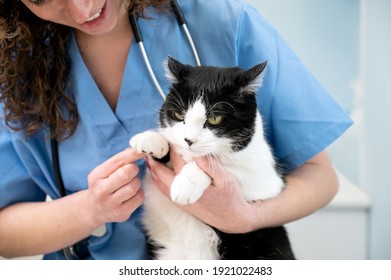 Beautiful Female Doctor Veterinarian Is Holding A Cute White Cat On Hands At Vet Clinic And Smiling. High Quality Photo