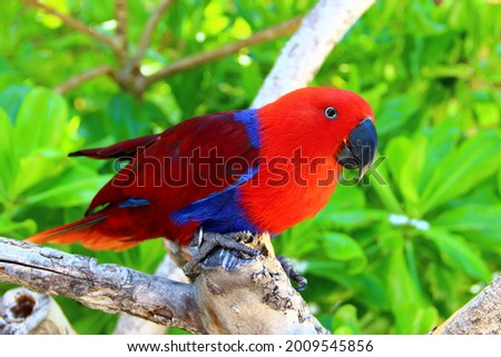The beautiful female eclectus parrot