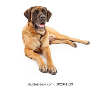 A Beautiful Female Four Year Old Apricot Color English Mastiff Dog Laying Down Against A White Backdrop