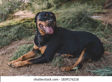 rottweiler for hunting