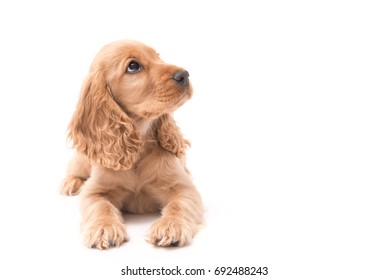 Beautiful female Golden Cocker Spaniel puppy lays on white background looking up