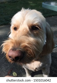 Beautiful Female Golden Doodle Sitting Patiently