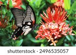 Beautiful female Great Mormon (Papilio memnon agenor) butterfly. on tropical red jungle flame geranium flower (Ixora Coccinea) in Thailand, South East Asia (focus on center)