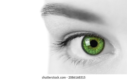 Beautiful Female Green Eye, Close Up View. Attractive Clear Sight Of Young Curious Lady. Black And White Concept. Isolated On White.