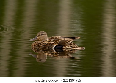 Beautiful female Green-winged teal is resting on the water of the lake in summer. - Shutterstock ID 2251304935