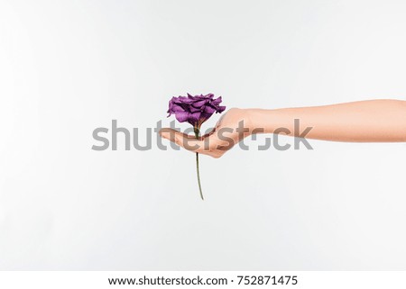 Similar – Image, Stock Photo Allium isolated on white background