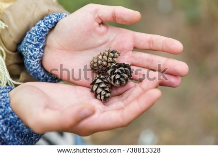 Beautiful female hands that hold pine cones. Close-up.