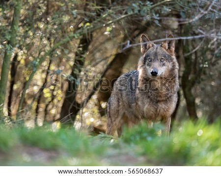 Beautiful female iberian wolf (Canis lupus signatus) in a enchanted forest