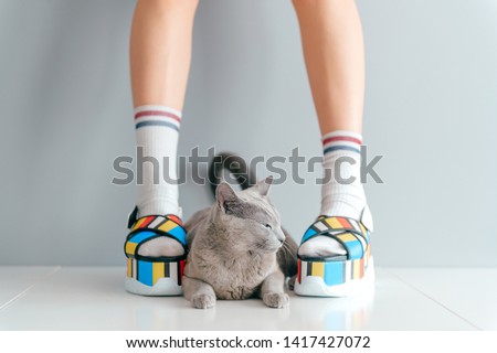 Beautiful female legs wearing fashionable shoes with lovely kitten on gray background
